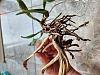 Cattleya crawling out of its pot-20230616_142112-jpg