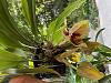 Stanhopea tigrina 'Glory of Mexico' AM/AOS-qpsv1026-jpg