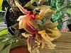 Stanhopea tigrina 'Glory of Mexico' AM/AOS-rxln6719-jpg