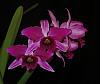 Laelia (Cattleya) purpurata fma. sanguinea 'Hot Nights' AM/AOS-insta-purp-1-jpg