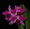 Laelia (Cattleya) purpurata fma. sanguinea 'Hot Nights' AM/AOS-insta-purp-3-jpg