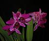 Laelia (Cattleya) purpurata fma. sanguinea 'Hot Nights' AM/AOS-insta-purp-2-jpg