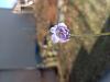 Pinguicula primulaflora 'Rose'-20230219_121326-jpg
