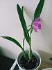 Help with orchid identification-img20220813161054-jpg