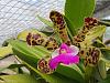 Cattleya aclandiae-aclandiae-jul23-1-jpg
