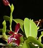 Phalaenopsis species flower stalk stopped growing-phal-cornu-cervi-1-jpg
