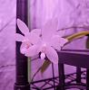 Orchid Photo Dump-20230520_000420-jpg