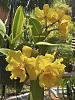 Current Blooms in The Pretty Spot-rlc-andean-treasure-jpg