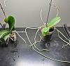 Root rot vs. dehydrated, and new orchids with crazy roots-3-jpg