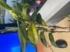 Dendrobium victoriae-reginae -- rapidly yellowing leaves and leaf drop-a919913d-9755-42f3-9883-dd0cf74261b6-jpg