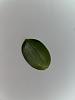 Phal bellina dropping green leaves clean-img_6349-jpg