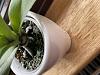 Mouldy soil on my new mini orchid?-img_2433-jpg