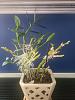 Dendrobium Nobile Repotting-01-jpg