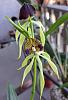 Prosthechea &amp; Dendrobium-psth-jpg