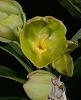 Catasetum expansum-ctsm-expansum-alba-jpg