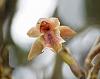 Colombia Orchid-dsc00576-jpg