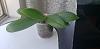 Phal. Flower Spike Stopped Growing and Instead It's Growing Leaves and Roots-20230821_132532-jpg