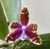 Phalaenopsis Mariae first bloom-c642b657-e5fa-46f3-8bfc-a206fbaf87e9-jpg
