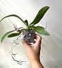 Phalaenopsis Mariae first bloom-0d9b2f3f-4ccd-4c66-a6ab-1d88c84415c3-jpg