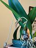Bulbophyllum Elizabeth Ann Buckleberry-img_2775-jpg