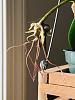 Bulbophyllum Elizabeth Ann Buckleberry-img_2790-jpg