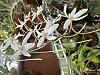 First post, first bloom on Aerangis mystacidii! Three spikes!-img_7231-jpg