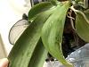 Phalaenopsis with brown spots under leaves leading to yellowing and leaf death-img_9223-jpg