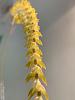 Dendrochilum magnum bloom-img_7199-jpg