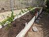 vege/tomato garden issue - I am gROOTS-root-bed-jpg