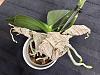 What would you do with this phal.?-img_4050-jpg