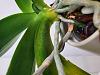 Phal Orchid leaves with patchy green and yellow areas-20230914_083623-jpg