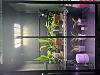 Ikea cabinet plants and tips?-img_7642-jpg