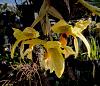 Click image for larger version

Name:	Stanhopea wardii 1 2023.jpg
Views:	N/A
Size:	97.3 KB
ID:	164389