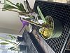 Bulbophyllum rothschildianum new growth-img_6509-jpg