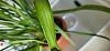 Phalaenopsis and cymbidium silvery leaves-20230926_120544-jpg