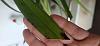 Phalaenopsis and cymbidium silvery leaves-20230926_120505-jpg
