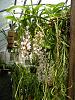 When planting a Vanda in Sphagnum Moss only, do you let it dry all of the way out bef-aer-odorata-dscn0070-jpg