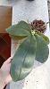 Phalaenopsis gigantea - long term growing project-img_20231005_162739-jpg