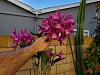 Cattleya hybrida in bloom now-384656954_6659194640784018_7243360045709419732_n-jpg