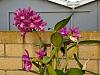 Cattleya hybrida in bloom now-386088694_6659195224117293_2601782145548605710_n-jpg