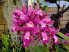Cattleya hybrida in bloom now-386089432_6659195120783970_6694770119347026150_n-jpg