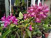 Cattleya hybrida in bloom now-386090294_6659196674117148_8080420724092269598_n-jpg