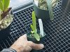 Vanda seedling leaf tips damaged?-img_6648-jpg