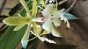 Mislabelled Epidendrum stamfordianum-img_20231028_150310713-jpg