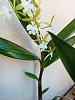 Mislabelled Epidendrum stamfordianum-fb_img_1697173773730-jpg