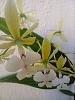 Mislabelled Epidendrum stamfordianum-fb_img_1697173782229-jpg