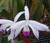Cattleya perrinii semi alba-perrinni-semi-alba-nov23-1-jpg