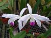 Cattleya perrinii semi alba-perrinni-semi-alba-nov23-4-jpg