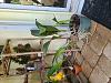 Large Cattleya Potting/Mounting/Placement Suggestions-large_catt-1-jpg