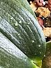 This is a new one to me...-perlite_phal-leaf-jpg